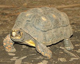 Red Footed Tortoise 2.jpg