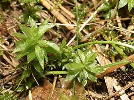 Rhodobryum roseum.jpeg