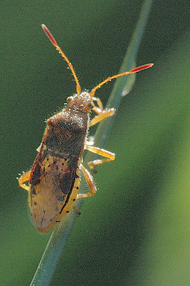 Rhopalus.maculatus.jpg