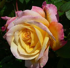 Rosa Charivari 2.jpg