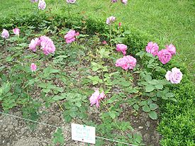 Rose Blue Nile.JPG