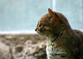 Азиатские кошки