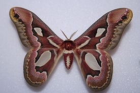 Rothschildia jacobaea