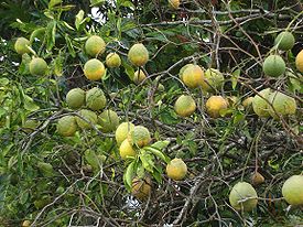 Rough skinned citrus.jpg