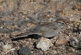 Aimophila carpalis