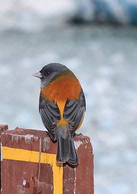Phrygilus patagonicus