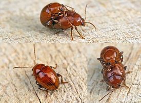Sphaeroderma