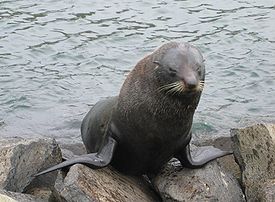 Новозеландский морской котик