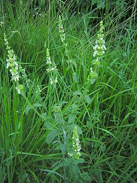 Stachys recta3.jpg