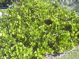 Starr 031108-2012 Chrysobalanus icaco.jpg