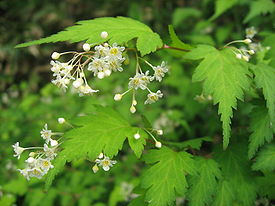 Stephanandra incisa 7.JPG