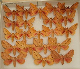 Syssphinx bisecta