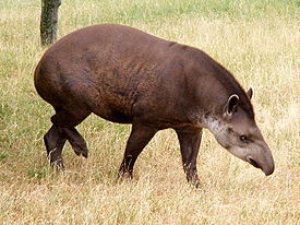Tapir anta.JPG