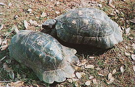 Testudo marginata7.jpg