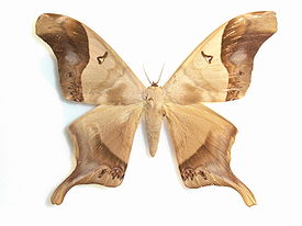 Titaea timur