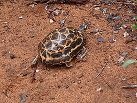 Tortue Pixis2.JPG