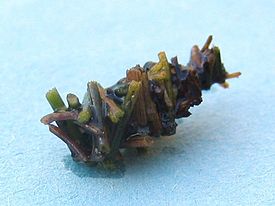 Trichoptera larvenbau.jpeg