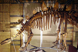 Tuojiangosaurus skeleton NHM.JPG