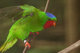 Vini australis.JPG