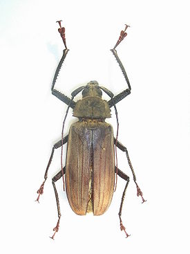 Xixuthrus
