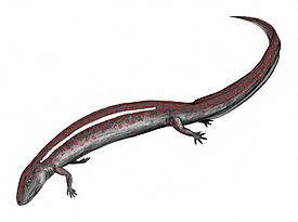 Eogyrinus