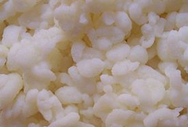 Lactobacillus delbrueckii subsp. bulgaricus