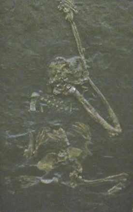 Oreopithecus bambolii