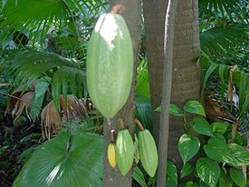 Какао