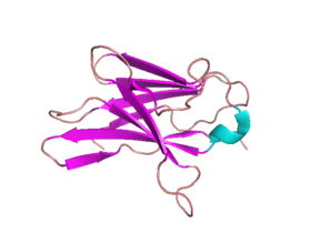 CD8Pretty.png