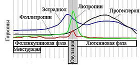 Estradiol.Cycle.Ru.JPG