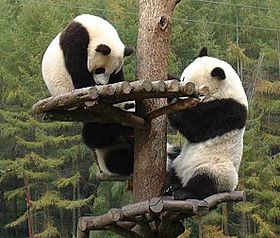 Panda3.jpg