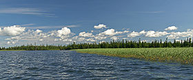 Reeds on shore Kanozero.jpg