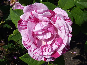 Rosa 'Ferdinand Pichard' J1.JPG
