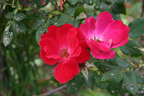 Rosa 'Knockout' 8601.JPG