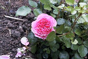 Rosa Leonardo da Vinci.jpg