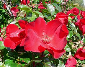 Rosa Robusta 1.jpg