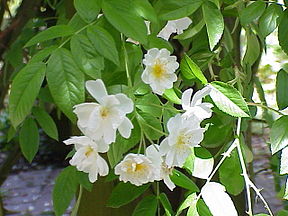 Rosa sp.58.jpg