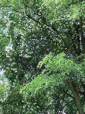 Rosa sp.55.jpg
