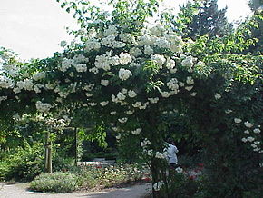 Rosa sp.56.jpg