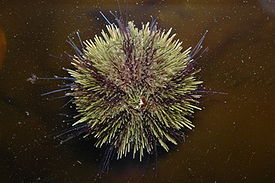 Strongylocentrotus droebachiensis