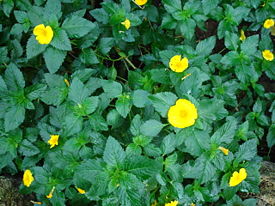 Turnera ulmifolia