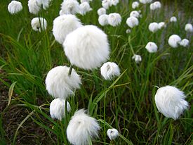 Пушица многоколосковая