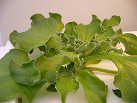 Mesembryanthemum crystallinum