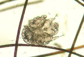 Sarcoptes scabiei var. canis