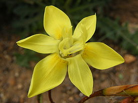 Moraea_bituminosa