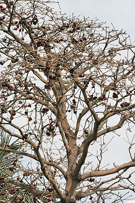 Sterculia foetida