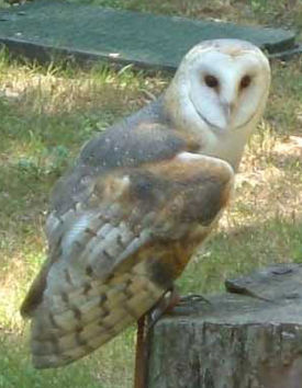 Сипуха  (Tyto alba)