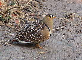 Двупоясный рябок (Pterocles bicinctus )