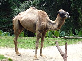 Дромадер (Camelus dromedarius)