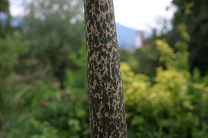 Amorphophallus konjac trunk.JPG